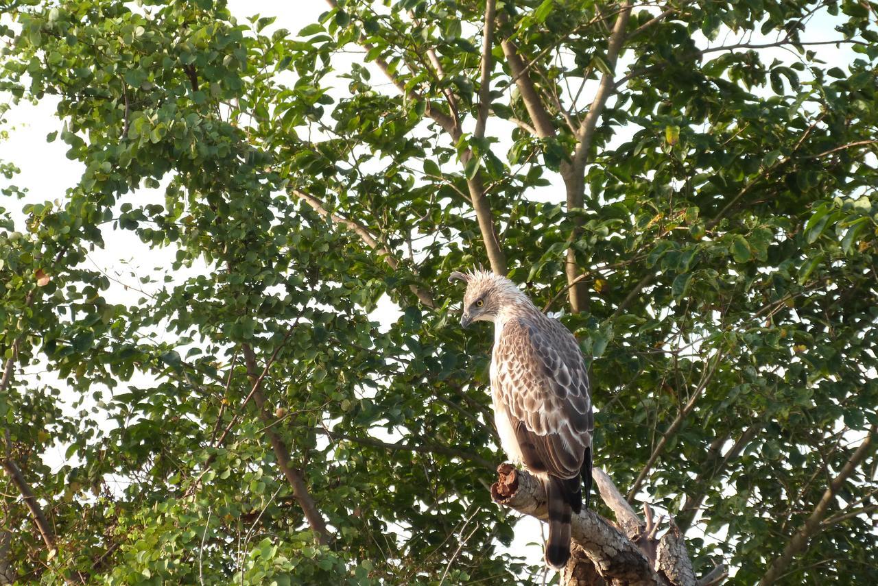 Golden Pearl Safari Villa Udawalawe Buitenkant foto